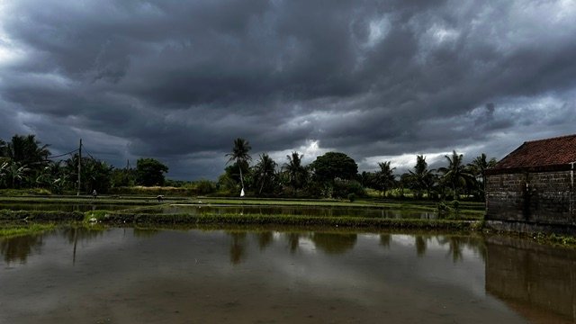 rice field
